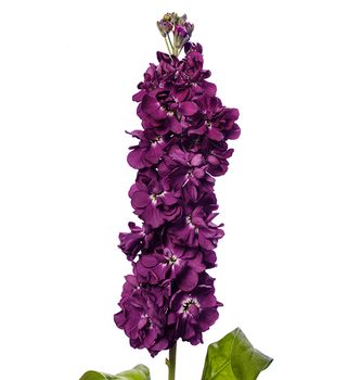 Lövkoja Aubergine