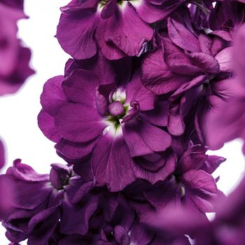 Lövkoja Aubergine