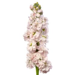 Lövkoja Light Pink