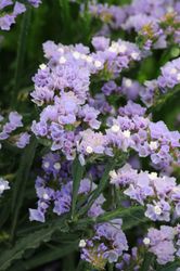 Risp QIS Lavender