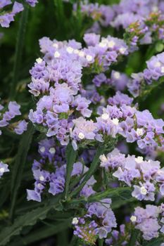 Risp QIS Lavender
