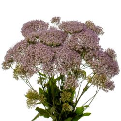 Sommarhalsört Corine Misty Blue