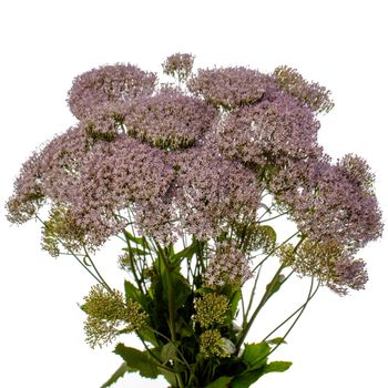 Sommarhalsört Corine Misty Blue