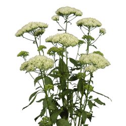 Sommarhalsört Supreme White