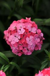 Borstnejlika Sweet Deep Pink Maxine