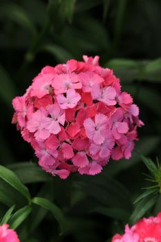 Borstnejlika Sweet Deep Pink Maxine