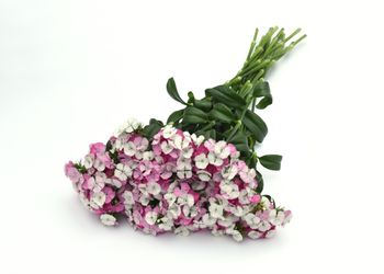 Borstnejlika Sweet Pink Magic