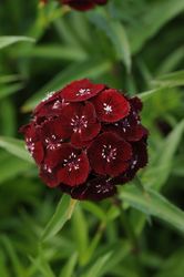 Borstnejlika Sweet Black Cherry