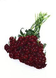 Borstnejlika Sweet Black Cherry