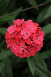 Borstnejlika Sweet Coral