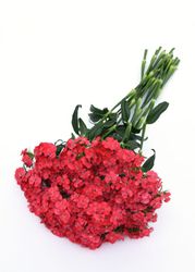 Borstnejlika Sweet Coral