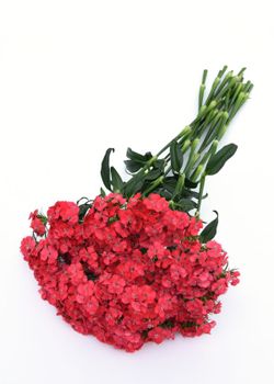 Borstnejlika Sweet Coral
