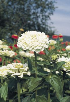 Zinnia Elegans Polar Bear