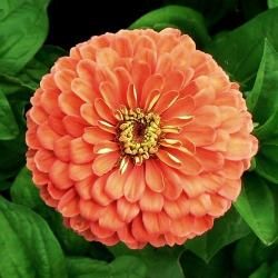 Zinnia Elegans Salmon Queen