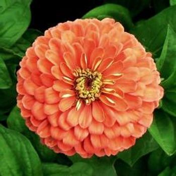 Zinnia Elegans Salmon Queen