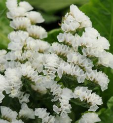 Risp Limonium Sinuatum QIS Vit