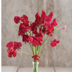 Luktärt Elegance Scarlet