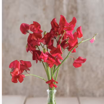 Luktärt Elegance Scarlet