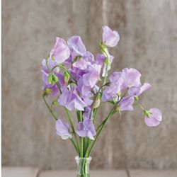 Luktärt Elegance Lavender