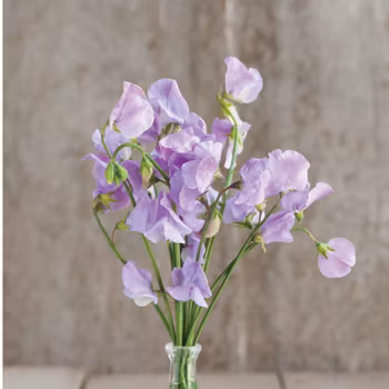 Luktärt Elegance Lavender