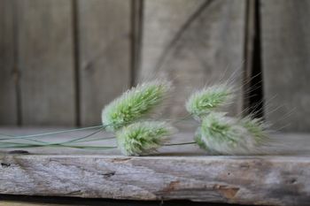 Harsvans Lagurus Ovatus
