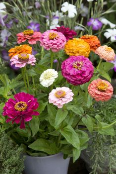 Zinnia Cut & Come Again Mix