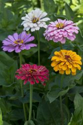 Zinnia Dahlia Flowered Mix