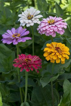 Zinnia Dahlia Flowered Mix
