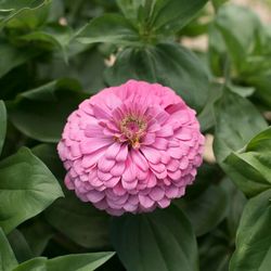 Zinnia Bright Pink