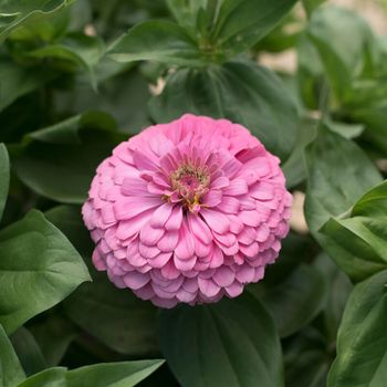 Zinnia Bright Pink