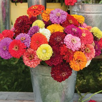 Zinnia Giant Mix