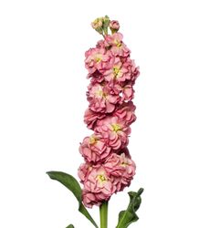 Lövkoja Antique Rose