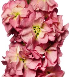 Lövkoja Antique Rose
