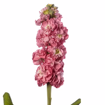 Lövkoja Rose Pink
