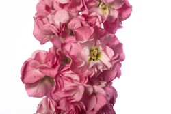 Lövkoja Rose Pink