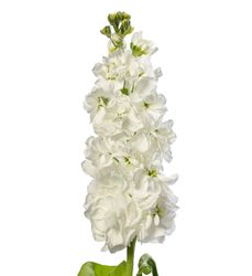 Lövkoja Bright White