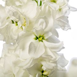 Lövkoja Bright White