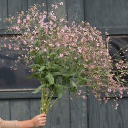 Såpnejlika