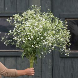 Såpnejlika White Beauty