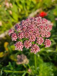 Blomstermorot Dara
