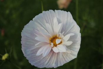 Rosenskära Cupcake Blush