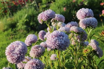 Aster Lady Coral Lavender