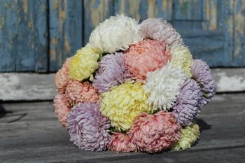 Aster Pastell Mix