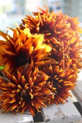 Rudbeckia Cherokee Sunset