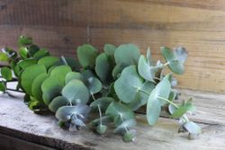 Eucalyptus Silver dollar
