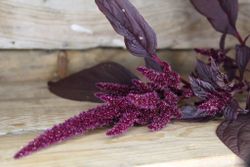Amaranhus Velvet Curtains
