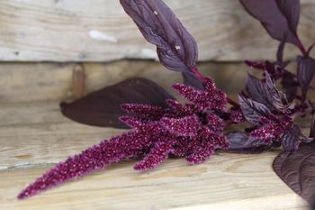 Amaranhus Velvet Curtains