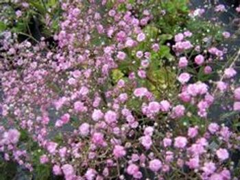 Brudslöja Rose
