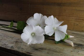 Sommarmalva Mont Blanc