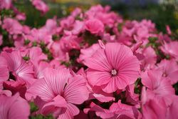 Sommarmalva Silver Cup